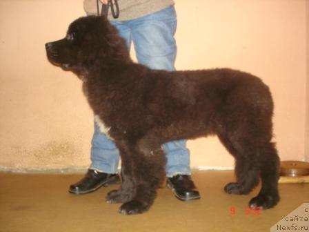 Фото: ньюфаундленд Сент Джонс Жанна Д'Арк (Sent Djons Zanna D'Ark)