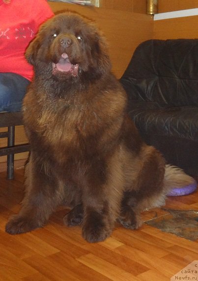 Фото: ньюфаундленд Браунблад МСК Хаким Голд Хайдар (Brownblood MSK Hakim Gold Haydar)