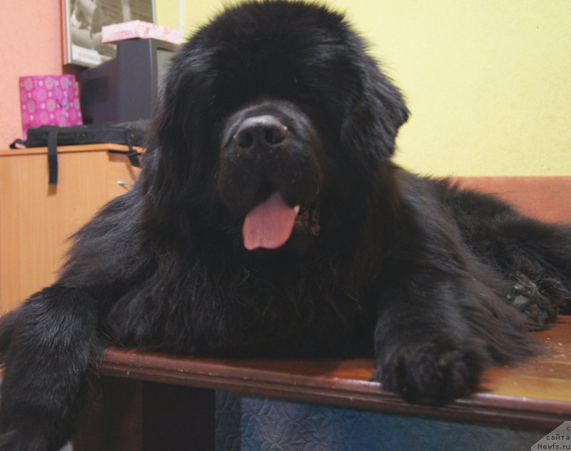 Фото: ньюфаундленд Фест-Райт Чемп (First-Right Champ)