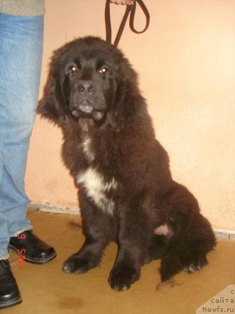 Фото: ньюфаундленд Сент Джонс Жанна Д'Арк (Sent Djons Zanna D'Ark)