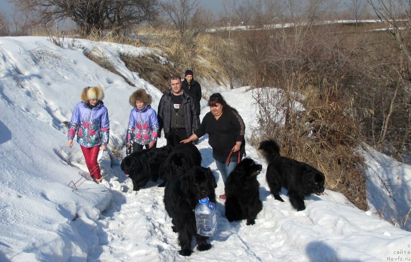 Фото: ньюфаундленд Сент Джонс Улла для Кара Аюлар (Sent Djons Ulla for Kara Ayular), ньюфаундленд Женевьев Гарни Ледэн
