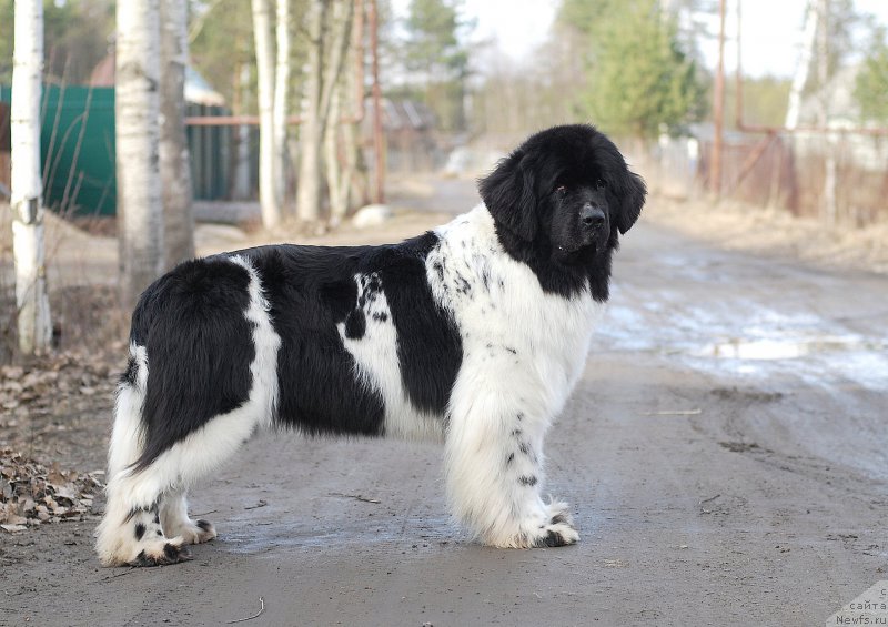 Фотография № 177494