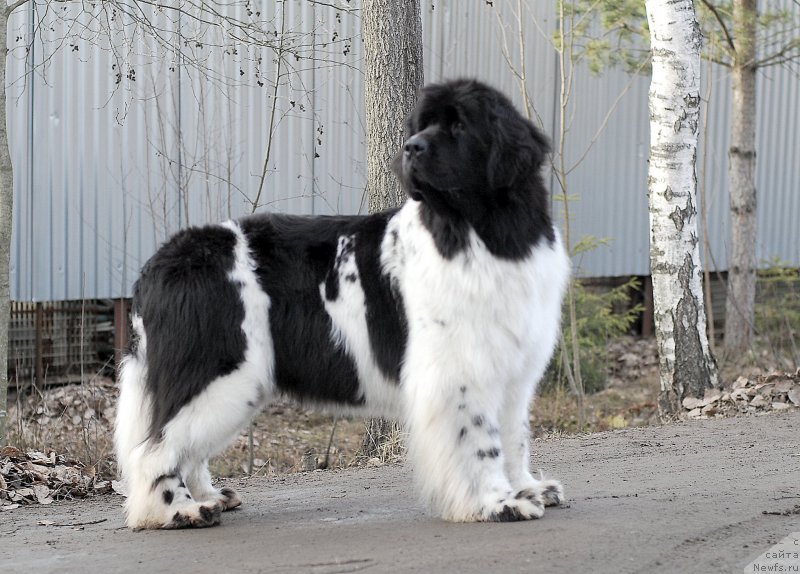 Фотография № 177495