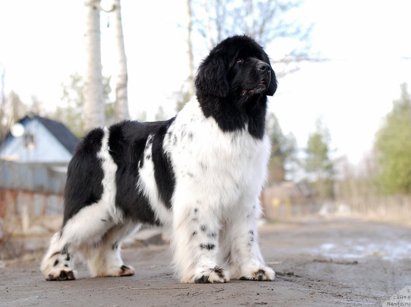 Фотография № 177496