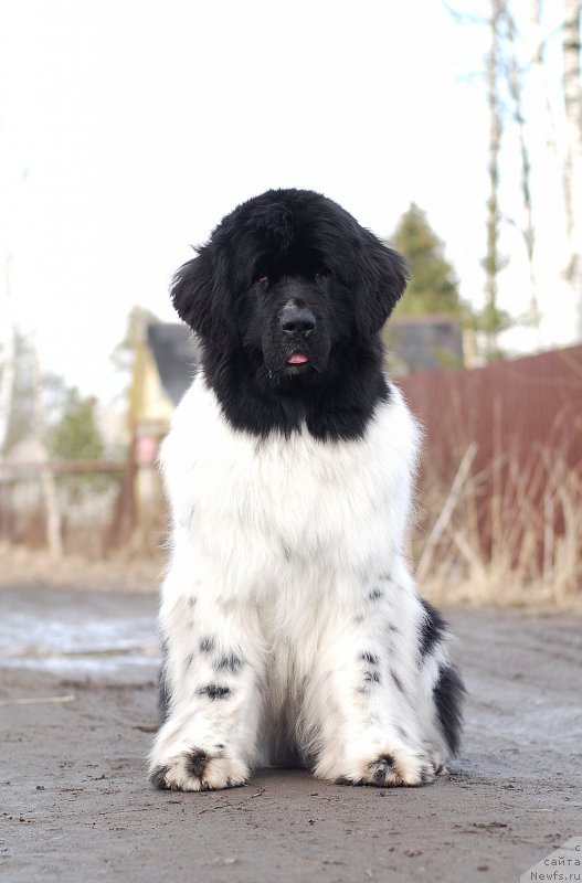 Фото: ньюфаундленд Питерньюф Продижи (Piternyuf Prodigy)