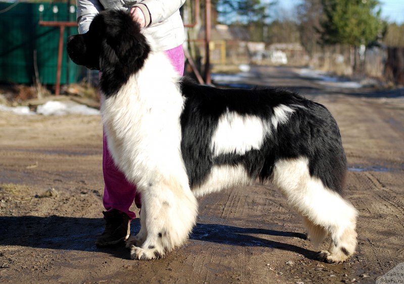 Фото: ньюфаундленд Флюфи Аваланч Центнер (Fluffy Avalanche Centner)