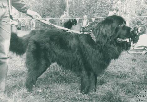 Фото: ньюфаундленд Гарзан Велькам