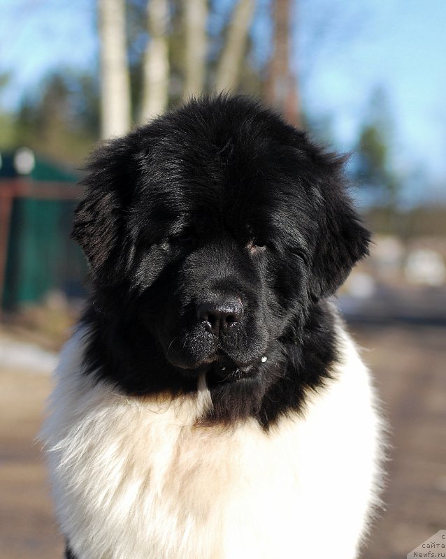 Фотография № 177501