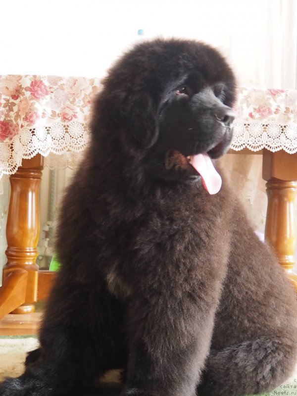 Фото: ньюфаундленд Ньюфорт Астон Мартин для С'Нежной Вьюги