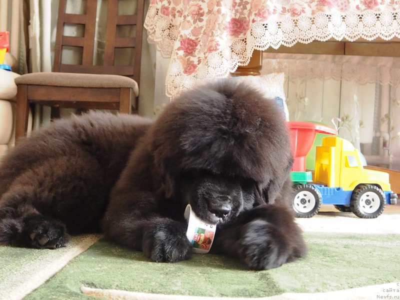 Фото: ньюфаундленд Ньюфорт Астон Мартин для С'Нежной Вьюги