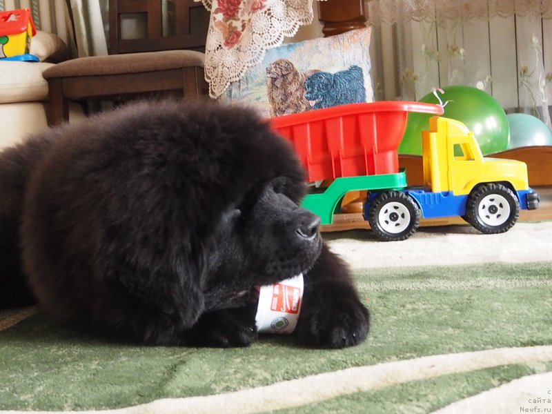 Фото: ньюфаундленд Ньюфорт Астон Мартин для С'Нежной Вьюги