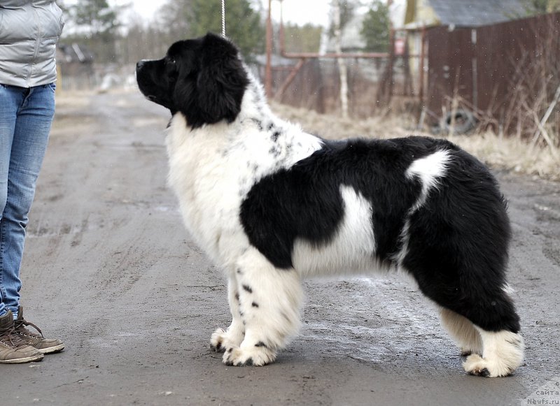 Фото: ньюфаундленд Флюфи Аваланч Цунами (Fluffy Avalanche Cunami)