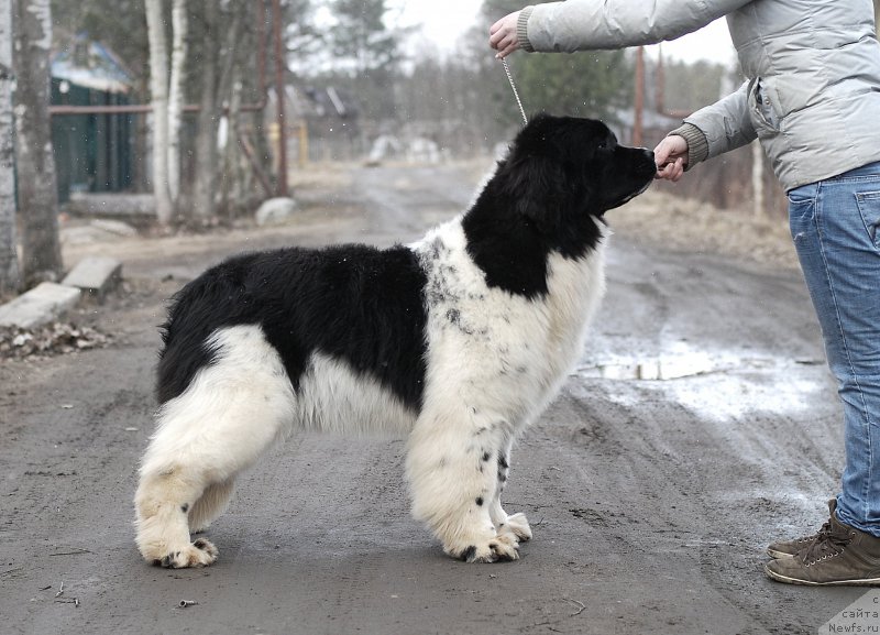 Фотография № 177509