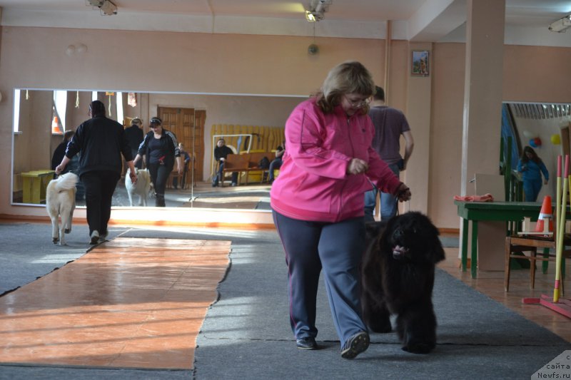 Фото: ньюфаундленд Многоликая Богиня Манифик (Mnogolikaya Boginya Manifik), Елена Вотчал