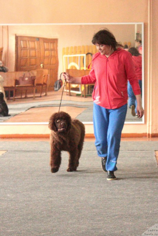 Фото: ньюфаундленд Наоми Таголири фор Браунблад (Naomi Tagoliri for Brouwnblood)