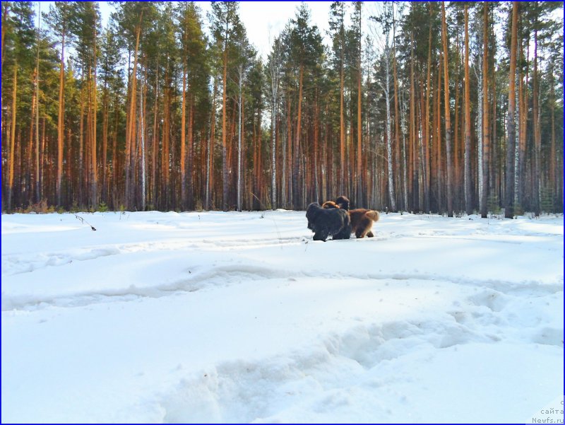 Фото: ньюфаундленд Браунблад МСК Хаким Голд Хайдар (Brownblood MSK Hakim Gold Haydar), ньюфаундленд Ньюфорт Тайм'с Голд Алекса
