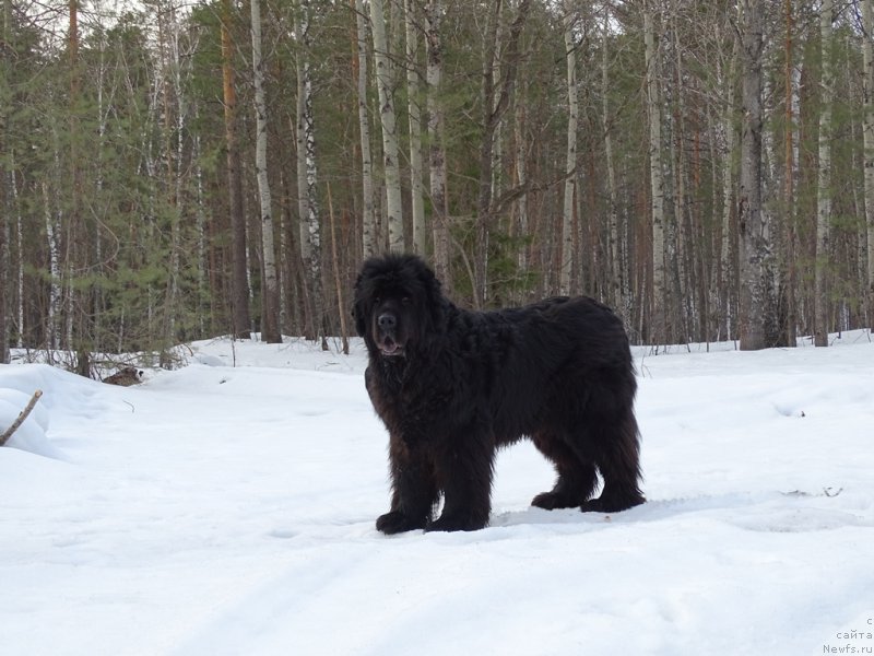 Фото: ньюфаундленд Акин Соул София