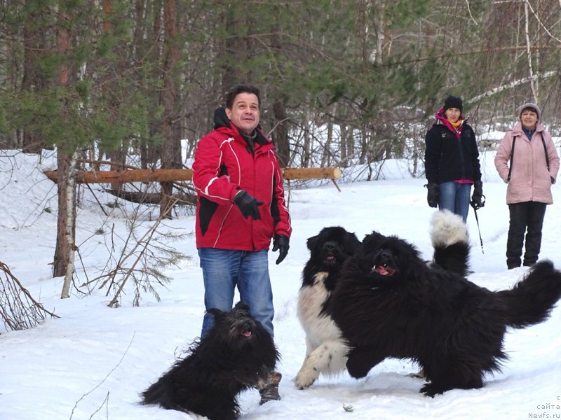 Фото: ньюфаундленд Барышня, ньюфаундленд Черный Шарм Веллингтон