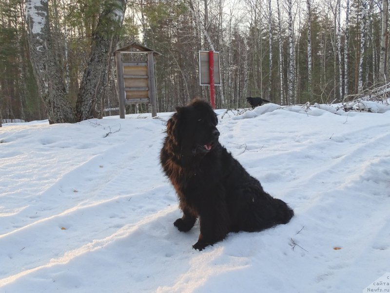Фото: ньюфаундленд Лесная Сказка Лунная Соната