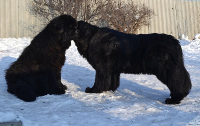 Фото: ньюфаундленд Супер Премиум Амелия Экшен, ньюфаундленд I'm Little Princess Midnight Bear