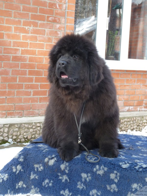 Фото: ньюфаундленд Акватория Келвин Баккара (Aquatoriya Kelvin Bakkara)