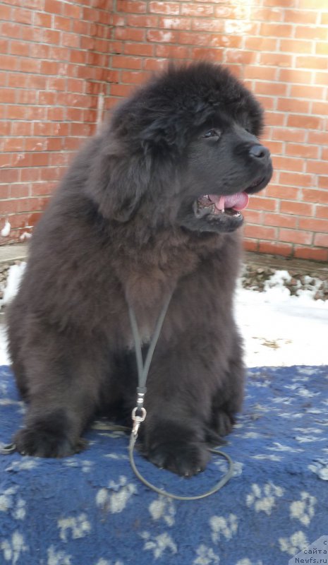 Фото: ньюфаундленд Акватория Келвин Баккара (Aquatoriya Kelvin Bakkara)