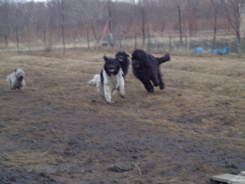 Фото: ньюфаундленд Супер Премиум Литониэль Валланинор (Super Premium Litoniel Vallaninor), ньюфаундленд Супер Премиум Нао Дел Трато, ньюфаундленд Викториус Смайл