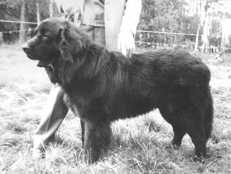 Фото: ньюфаундленд Егю Гарем