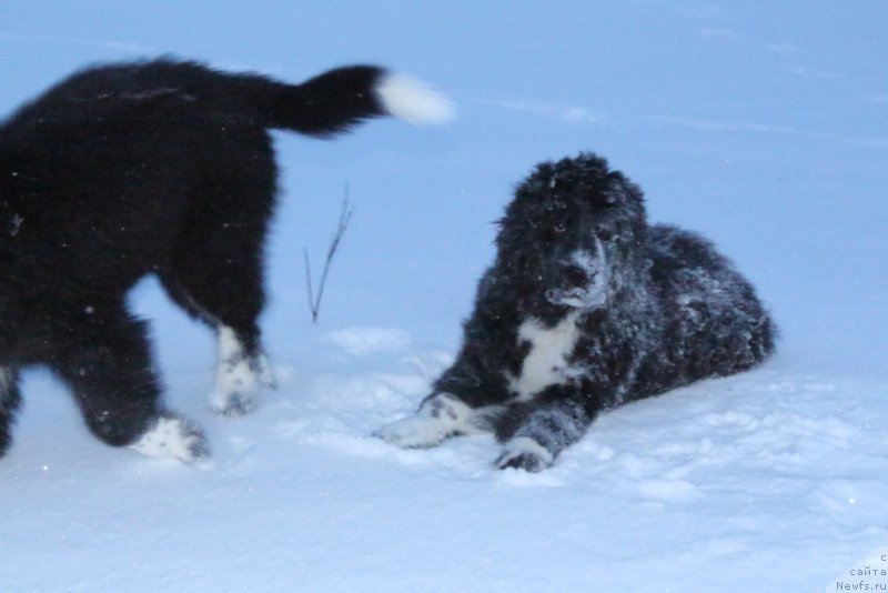 Фото: ньюфаундленд Лилли Бэт