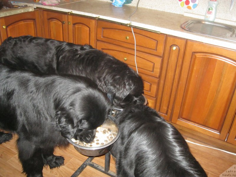 Фото: ньюфаундленд Ньюфорт Черный Шоколад