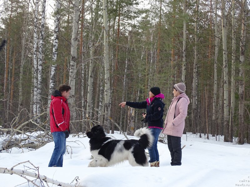 Фото: ньюфаундленд Черный Шарм Веллингтон, Галия Гизатуллина, Эльза Чернова