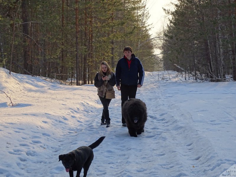 Фото: ньюфаундленд Анджел Викториус