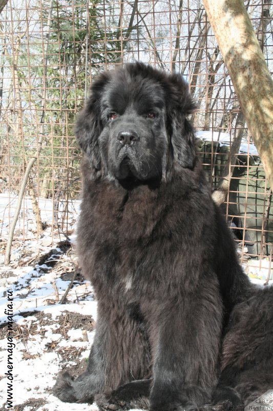 Фото: ньюфаундленд Черная Мафия Шенген Виза (Chernaya Mafia Shengen Visa)