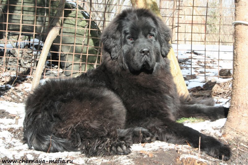 Фото: ньюфаундленд Черная Мафия Шенген Виза (Chernaya Mafia Shengen Visa)