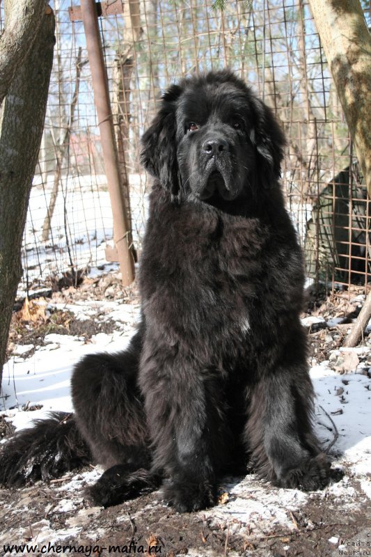 Фото: ньюфаундленд Черная Мафия Шенген Виза (Chernaya Mafia Shengen Visa)