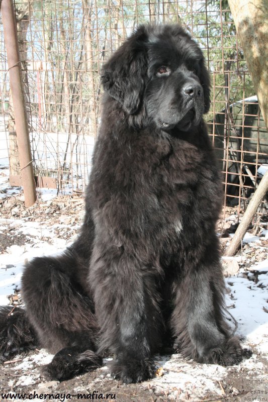 Фото: ньюфаундленд Черная Мафия Шенген Виза (Chernaya Mafia Shengen Visa)