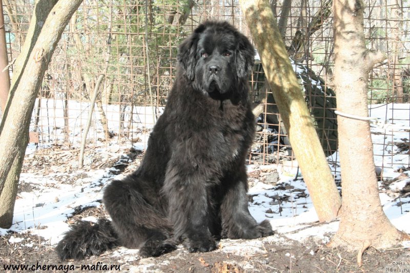 Фото: ньюфаундленд Черная Мафия Шенген Виза (Chernaya Mafia Shengen Visa)