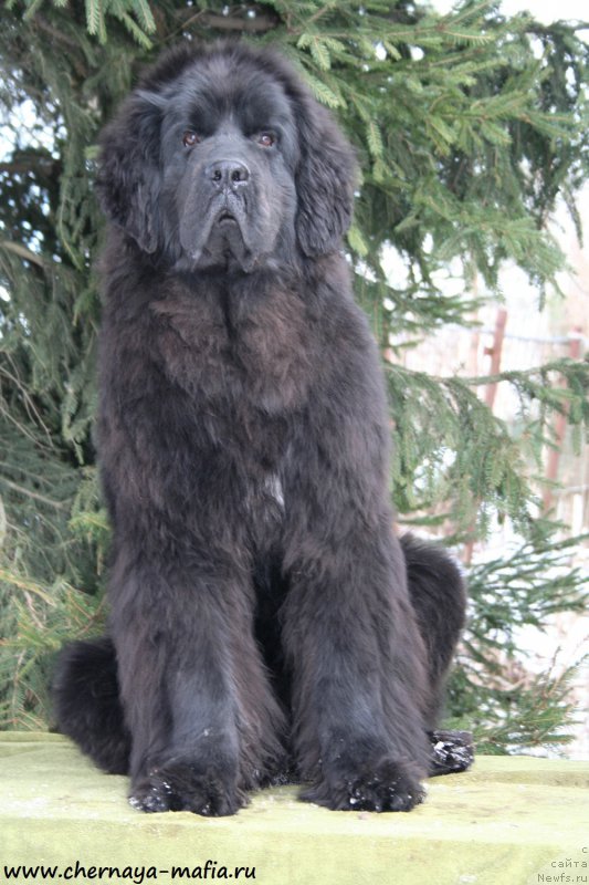 Фотография № 177646