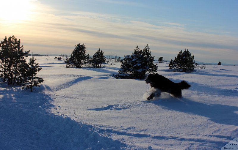 Фото: ньюфаундленд Смигар Танго ин зе Найт (Smigar Tango in the Night)