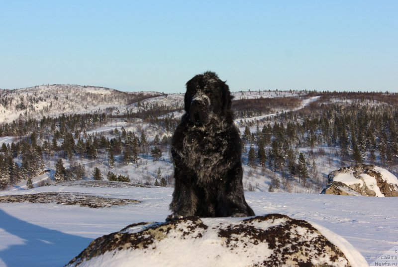 Фото: ньюфаундленд Смигар Танго ин зе Найт (Smigar Tango in the Night)