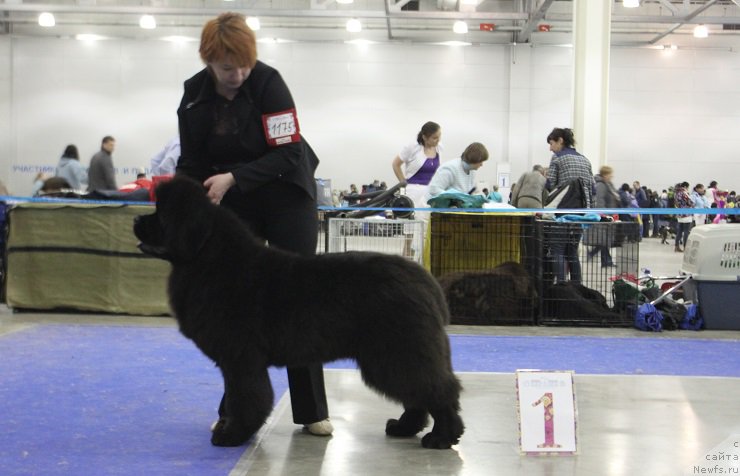 Фото: ньюфаундленд Маркиз Максимельен Де Марк (Markiz Maximilien de Mark)