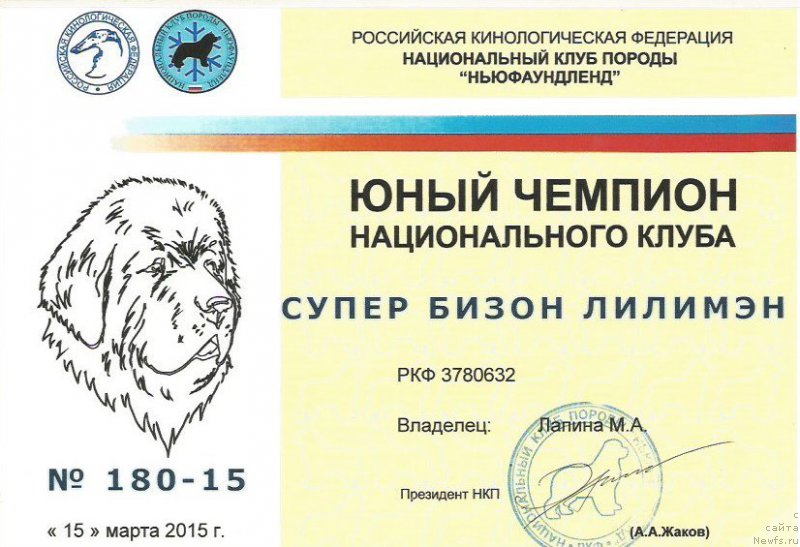 Фото: ньюфаундленд Супер Бизон Лилимэн (Super Bizon Liliman)