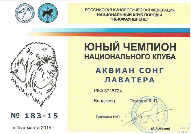 Фото: ньюфаундленд Аквиан Сонг Лаватера (Akvian Song Lavatera)