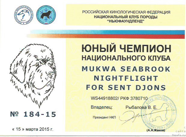 Фото: ньюфаундленд Mukwa Seabrook Nightflight For Sent Djons