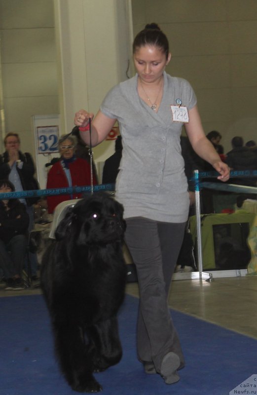 Фото: ньюфаундленд Черный Чанк с Берега Дона (Chernyj Chank s Berega Dona), Ирина Складнова