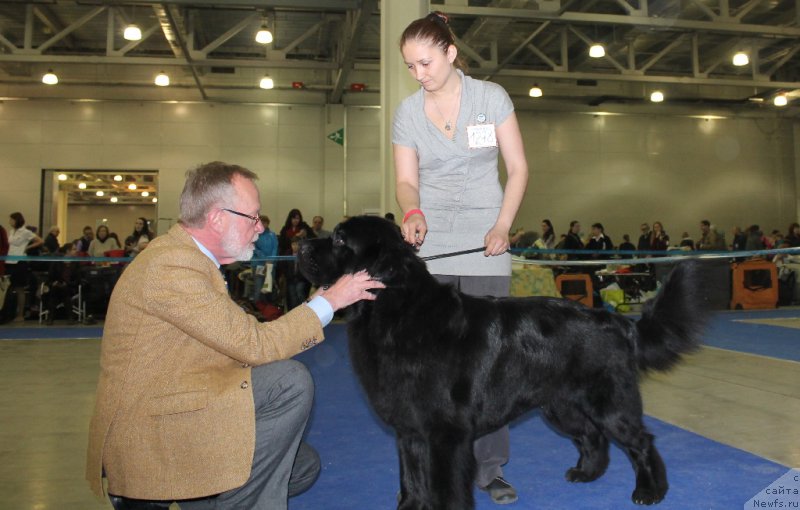Фото: ньюфаундленд Черный Чанк с Берега Дона (Chernyj Chank s Berega Dona), Ирина Складнова