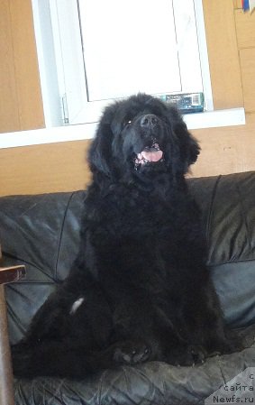 Фото: ньюфаундленд Блэк Долли Пейв Блэк (Blek Dolli Peyv Black)