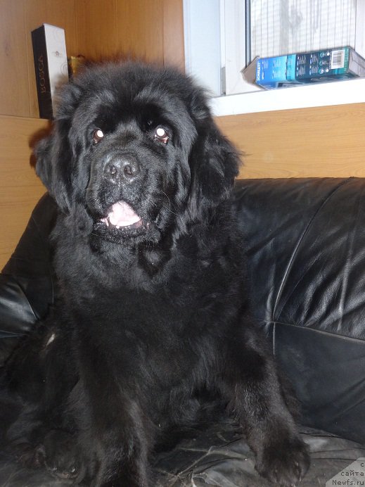 Фото: ньюфаундленд Блэк Долли Пейв Блэк (Blek Dolli Peyv Black)