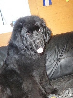 Фото: ньюфаундленд Блэк Долли Пейв Блэк (Blek Dolli Peyv Black)