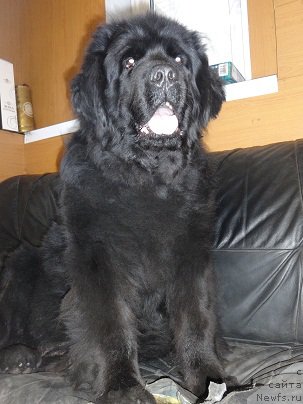 Фото: ньюфаундленд Блэк Долли Пейв Блэк (Blek Dolli Peyv Black)